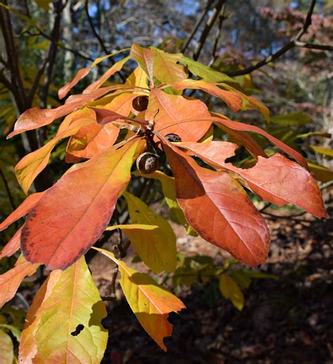 Using Georgia Native Plants The Fall Color Compilation