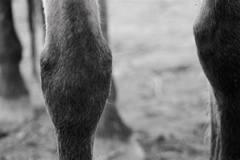 Horses Knees Photograph By Lkb Art And Photography