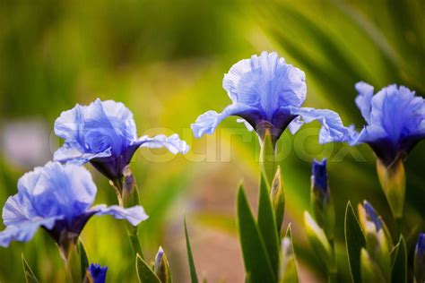 Blue Iris Flowers Growing In Garden Stock Image Colourbox
