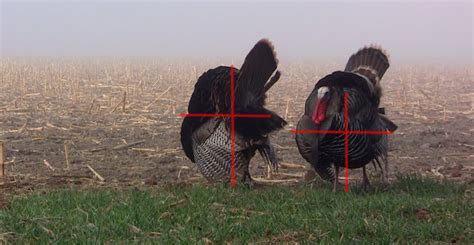 RMSGear Blog Turkey Videos And Shot Placement Commentary