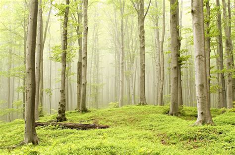 Forest Meadow Trees Fog Nature Wallpapers Hd Desktop And Mobile