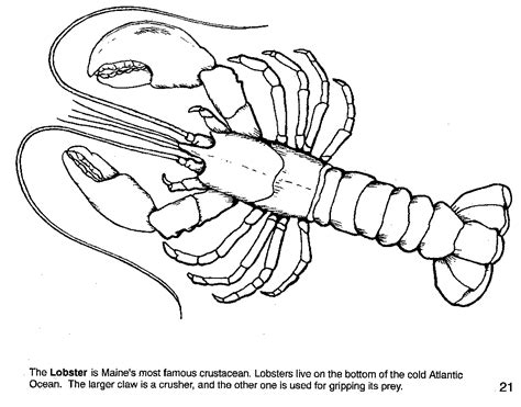 Maine Coloring Pages - Coloring Home