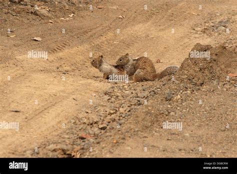 California Ground Squirrels Mating Stock Photo Alamy