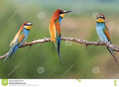 three colored bird sitting on a branch stock image image of bird little 71639865