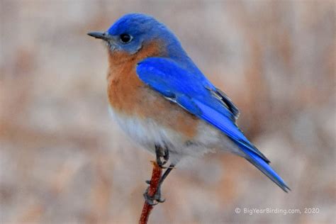 Eastern Bluebird Big Year Birding