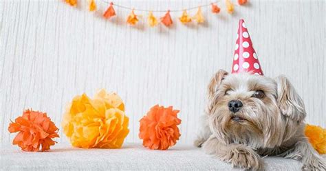 7 Fun Ways To Celebrate Your Dogs Birthday My Dogs Name