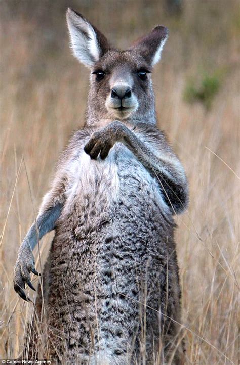 Dancing Kangaroo Captured In Hilarious Photo Series Daily Mail Online