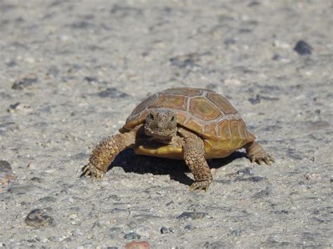 Desert Tortoise Gopherus Agassizii Mojave National Preserve Us