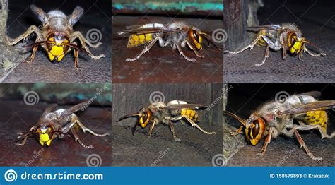 Great Common Hornet Stock Image Image Of Side Ordinary 158579893