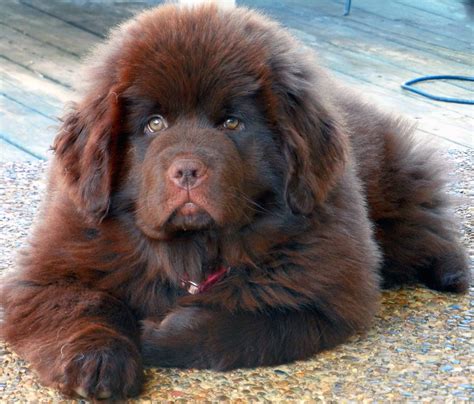 Newfoundland Big Dog Breeds