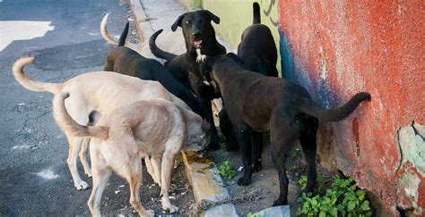 Un Millón 200 Mil Perros Callejeros Habitan La Cdmx Alcaldía Benito