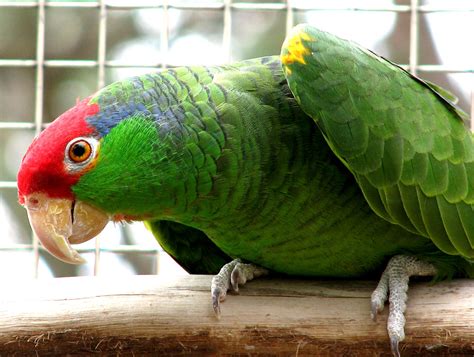 Amazon Parrots From Priam Parrot Breeding