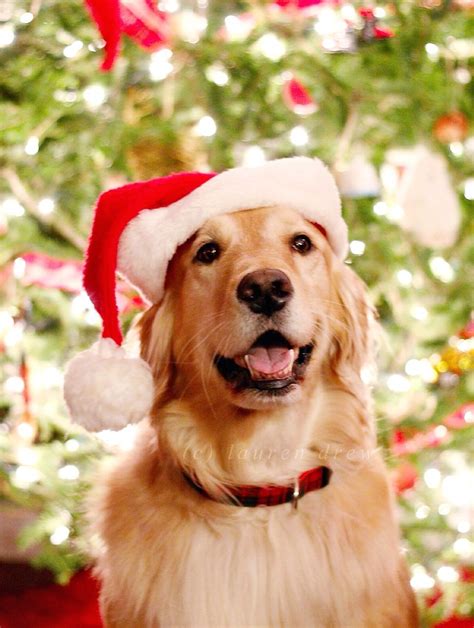 Golden Retriever Christmas Puppy Wallpaper Pets Lovers