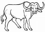 Buffalo Coloring Pages Animal Print Coloringway sketch template