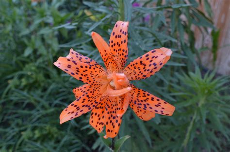 Lilies, tulips and azaleas may look pretty, but they can be deadly to cats and dogs if they ingest or come into contact with them. Is the Stargazer Lily Poisonous? You'll Be Astonished to ...