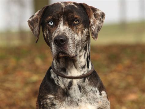 Catahoula Leopard Dog History Personality Appearance
