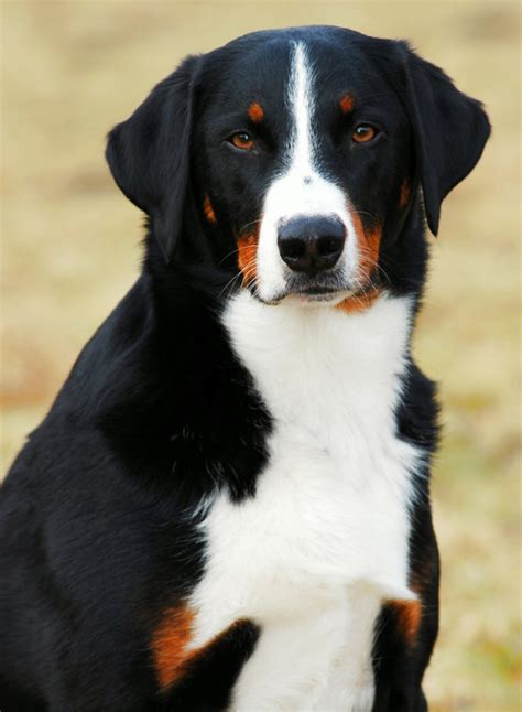 Appenzeller Sennenhund | Hund | Wesen, Erziehung und ...