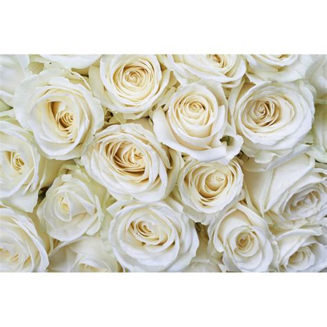 Ms 5 0137 White Roses Wall Mural By Dimex