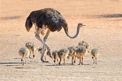 Ostrich With Chicks 760818 Stock Photo At Vecteezy