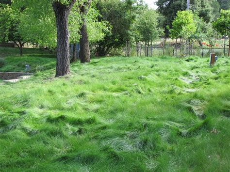 9 Of The Best No Mow Grasses For A Low Maintenance Lawn