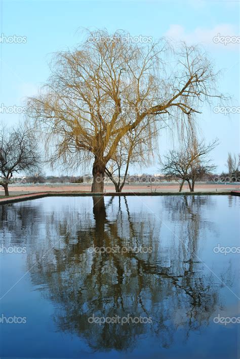 Lonely Tree With Reflection In Water — Stock Photo © Astral 2815660