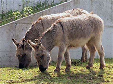 Maybe you would like to learn more about one of these? www.Zootierliste.de