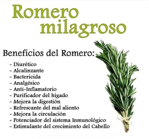 Pin On Romero Medicina Natural