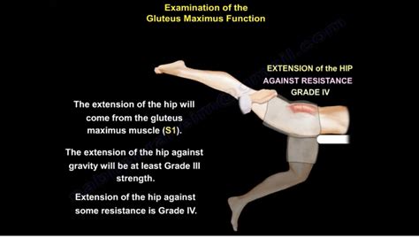 Examination Of The Gluteus Maximus Function —