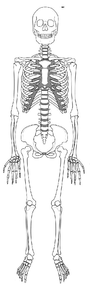 Anatomic terms such as anterior and posterior, medial and lateral, abduction and adduction, and so on apply to the body when it is in the. Kids Skeleton Drawing - Cliparts.co