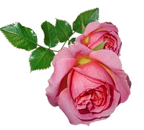 Roses Flowers Leaves Free Photo On Pixabay Pixabay