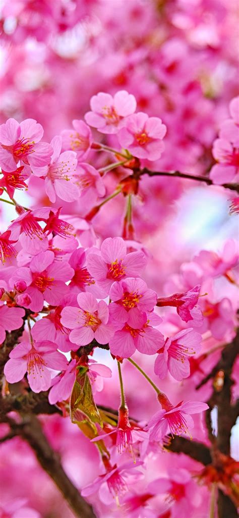 download wallpaper 1125x2436 cherry blossom pink flowers nature iphone x 1125x2436 hd