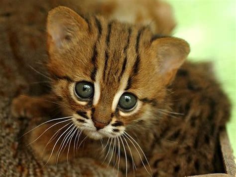 Rajasthan Abode To Worlds Smallest Cats Declared Vulnerable By Iucn