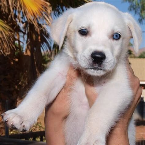 Golden Husky Golden Retriever And Siberian Husky The Dogman