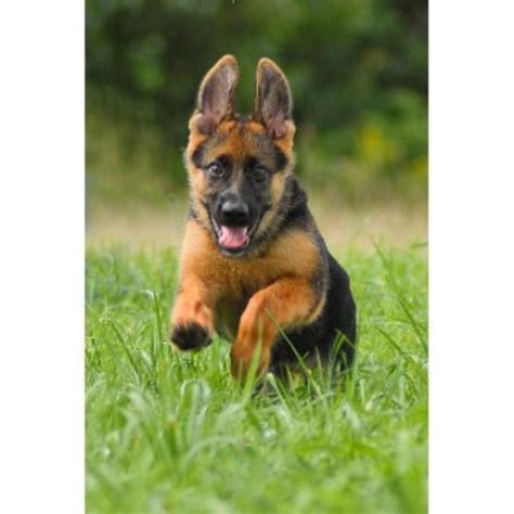 We have top quality german shepherd puppies out of titled importet. Lebenshunger German Shepherds, German Shepherd Dog Breeder ...