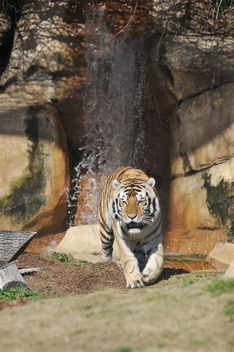 9 Things You Should Know About Mike The Tiger On His 9th Birthday
