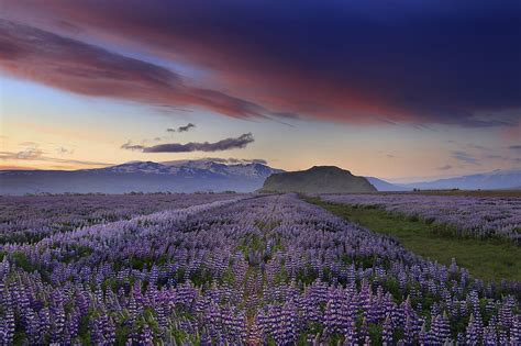 Spectacular Lupines Lupines Landscapes Fields Flowers Nature Hd