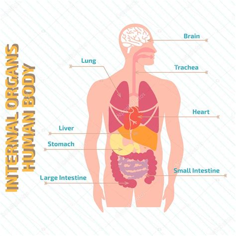 Diagram Of Human Internal Orgins Free Anatomy Quiz The Anatomy Of The