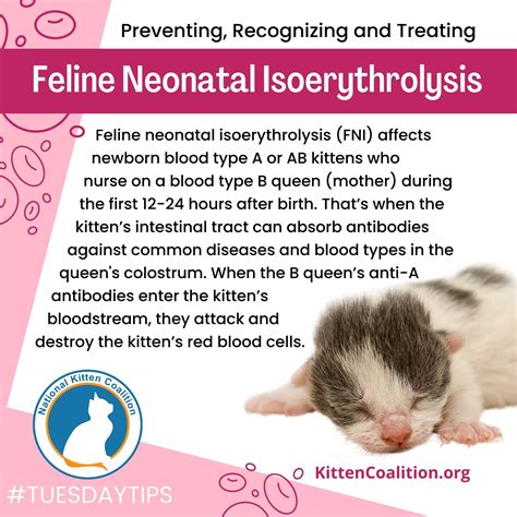 Preventing Recognizing And Treating Feline Neonatal Isoerythrolysis