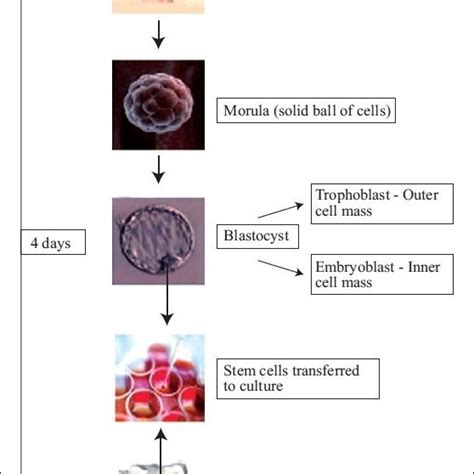 The Differences Between Embryonic And Adult Stem Cells Download