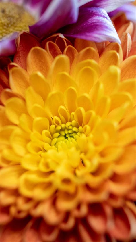 Download Wallpaper 1080x1920 Chrysanthemum Flower Macro Petals