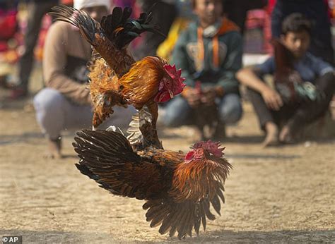 Man Is Killed By Armed Chicken During A Cockfight In India