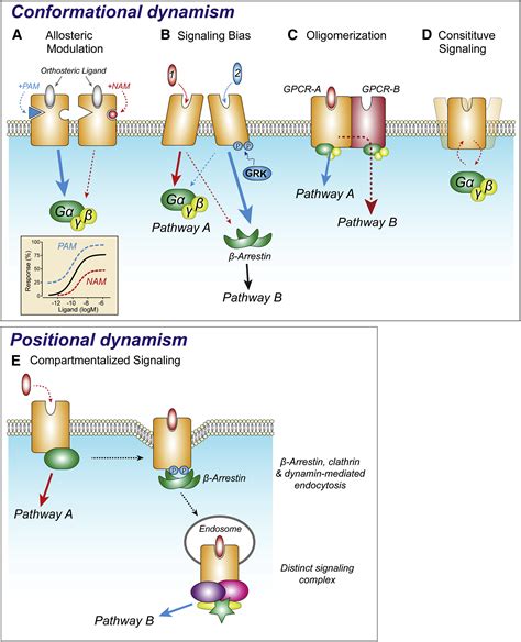 G Protein Coupled Receptors Dynamic Machines For Signaling Pain And Itch Neuron