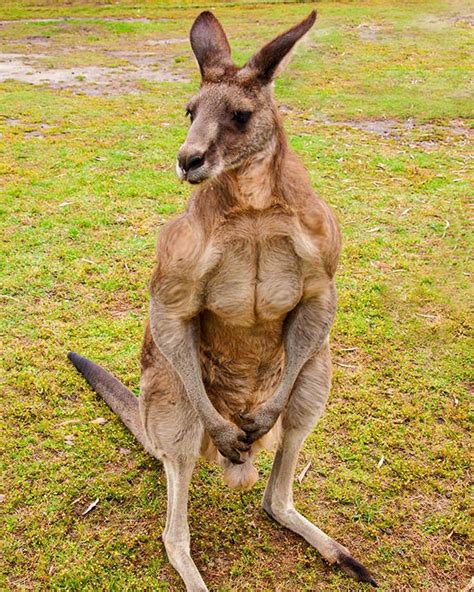 A Kangaroo Standing On Its Hind Legs With Its Front Paws In The Air