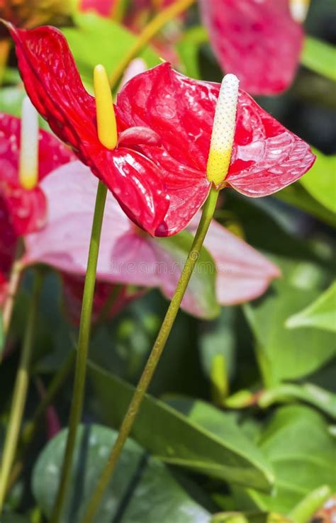 Red Anthurium Stock Image Image Of Floral Natural Anthurium 33335923