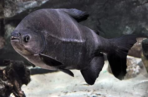 Черный паку описание рыбки характеристики особенности содержания совместимость размножение