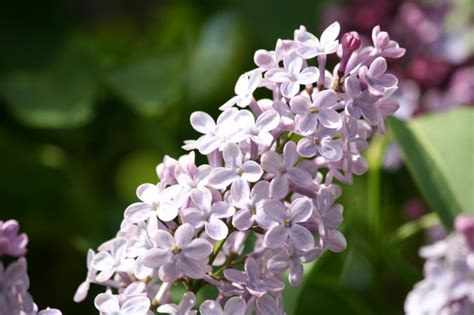 Pianta di fiori a grappolo bianchi / tubéreuses, bulbes fantaisie printemps et ete meilland. Foto gratis: grappolo, viola, lilla, fiori