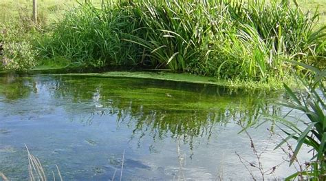Introducing The Brand New Chiltern Chalk Streams Project Website
