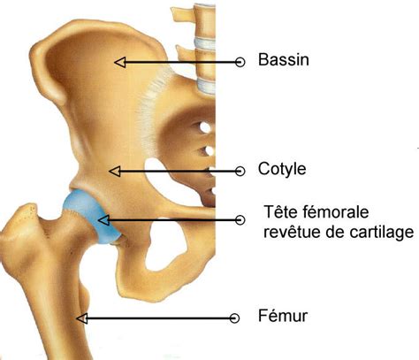 Douleurs De Hanche