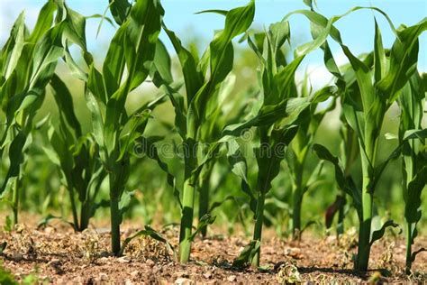 Corn Growing In Field Stock Photo Image Of Growing Corn 5507122