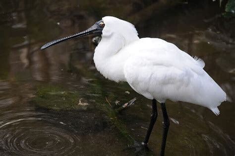 25 Elegant White Birds Around The World With Pictures